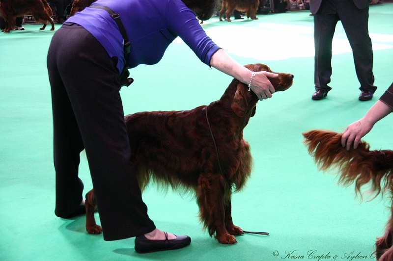 Crufts2011 545.jpg